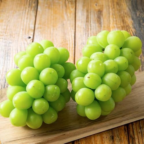 [2026年・先行予約] 朝採り シャインマスカット 約1.2kg