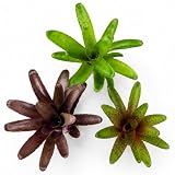 Bromelien 3er Mix ungetopft – 3 verschiedene Neoregelien 8–14 cm – tropische Bromelien für Terrarium, Deko & Zimmerpflanze