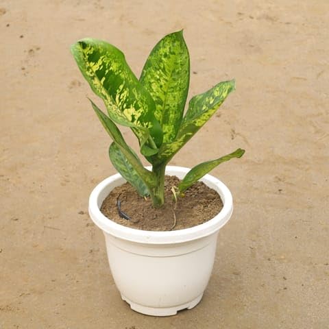 Bloomify Plants Aglaonema Tiger In 12 Inch Classy White Plastic Pot-image-46