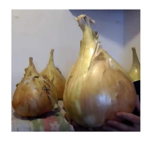 Pcs - 25x Onion The Kelsae- Bulbs Vegetables Plants - Seeds KS499 & Plants Shop by Ipsa