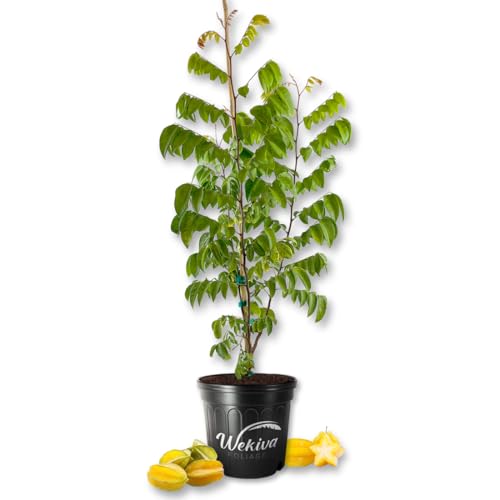 Starfruit Tree - Carambola - Live Plant in a 3 Gallon Growers Pot - Averrhoa Carambola - Beautiful Edible Fruit Bearing Tree for Patio and Garden