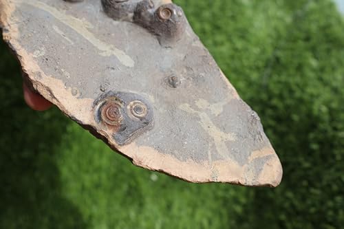 Image of Ammonite Fossil Natural Platyclymenia & Goniatites Plate Fossil Devonian Fossil from Morocco Rare Fossil Ammonite Fossil A58