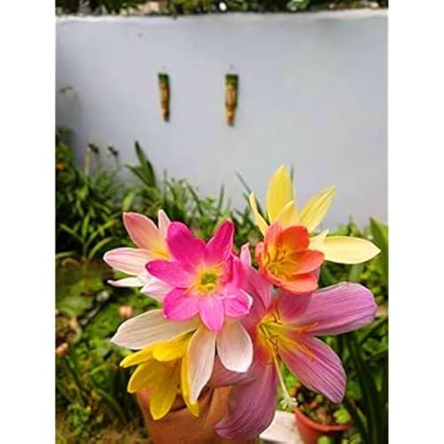 Lirio De Lluvia Zephyranthes CáNdida Bulbos Bulbos De Lirio De Lluvia PlantacióN Al Aire Libre Resistente Al FríO Y De Bajo Mantenimiento.-5bulbs-G