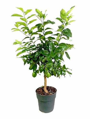 Garden Center shop by VM | Limonero 4 Estaciones M21 de 90 cm | Árbol Frutal Cítrico Natural | Produce Limones 2 Veces al Año | Exterior Soleado | Maceta de 7 L | Cultivo Fácil y Decorativo