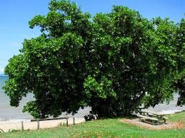 Miniatura 8 de Tamanu Multi Purpose  Cracked Skin  First Aid Ointment  Wounds  Scars Surgery Stitches Infection  Hemorrhoids Boils  Abscess  Fissures + Hemorrhoids