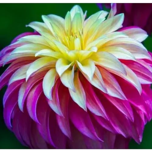 Dalia bulbi,a fioritura primaverile,bulbi da fiore resistenti,splendide piante ornamentali per giardini e vasi,zinnia pianta,(senza semi, non artificiali e resistenti)-2bulbi-A