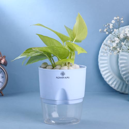 Image of FlowerAura Air Purify Live Indoor Lucky Golden Money Plant In Blue Self Watering Pot For Living Room, Balcony, Home /Office Decor | Premium Gifting | Improving Air Quality | Reducing Stress