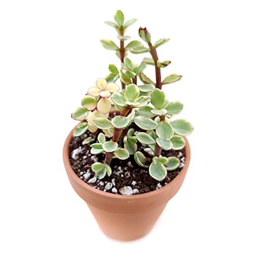 Portulacaria Afra Decumbent (2 Inch) - Variegated Elephant Bush Succulent - Dwarf Jade Plant (2/4 Inch) - Lucky Plant For Sale - Money Tree For Home Office Decoration #TOP2