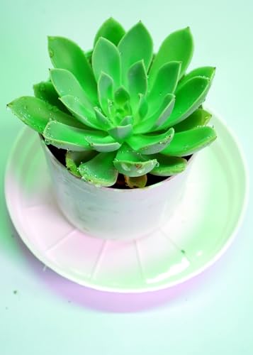 Image of Bigreen Pack of 2 Vishnu Kamal and Laxmi Kamal Succulent Plants with Pots Elegant Indoor and Outdoor Decoration