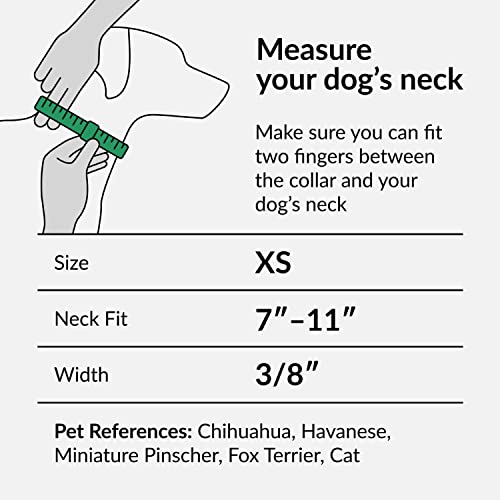 CollarDirect Hundehalsband für kleine, mittelgroße und große Hunde oder Welpen, niedliches einzigartiges Design mit SchnellverschlussSchnalle, Tribalethnisches Aztekenmuster (Ethnisch, 19-27 cm)