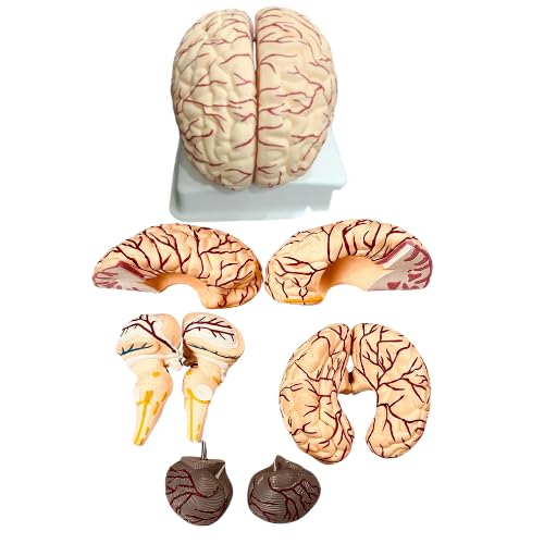 KKI Premium Life Size Adult Human Brain Anatomical Model with Arteries | Dissectible Into 8 parts | Perfect Detailed Anatomy for Medical Students, Doctors and Training (B09YMYZNBF) Amazon Price History, Amazon Price Tracker