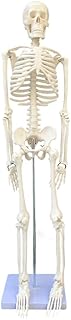 Educational Model Medical Standard 85CM Human Skeleton Model, Anatomical Skeleton Model with Mounted Stand for Anatomy Artist Medical School Teaching Aid
