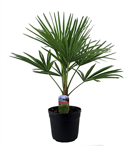 BALDUR Garten Winterharte Kübel-Palme im 21 cm Topf, 1 Pflanze, Trachycarpus fortunei,...