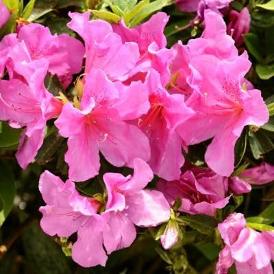 Azalea Flowering Plant, Pink Double Blooms, Rhododendron Hybrid, Live Outdoor Plant, 30 cm Height, 2 Count