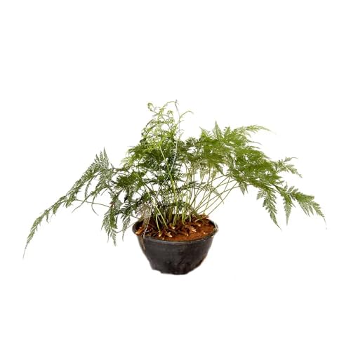 Genérico, Muda de Renda Portuguesa 20 a 40cm AMK - Plantas Online