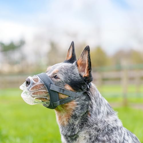 Baskerville INVISA Basket Dog Muzzle - Patented Humane Design with Facial Visibility, Padded Nose Band, Dog can Pant and Drink, Prevents Biting and Scavenging. Muzzle for Medium-Sized Dogs (Size 4) by Baskerville - Image 2