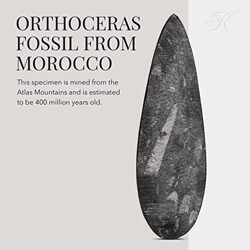 KALIFANO Authentic Natural Orthoceras Fossil - Extinct Cephalopod Shell from Morocco