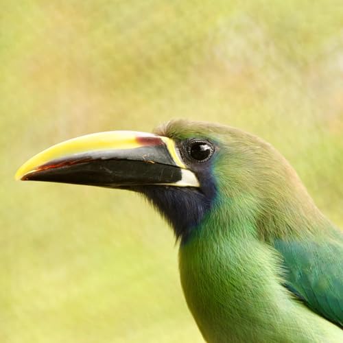 Listening: A Self-Discipline