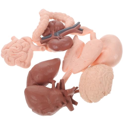 KOMBIUDA Modelo de Órganos Internos Humanos 8 Piezas, Conjunto Educativo Anatómico Realista para Escuela, Material Didáctico Escolar para Enseñanza de Anatomía y Ciencias Salud
