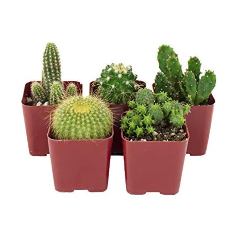 Shop Succulents 5-Pack Cacti Cover