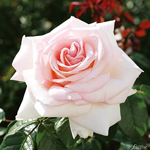 Edelrose Meilland Schloss Ippenburg in weiß-apricot-rose - Duftrose winterhart - Rosen-Blüte in weiß-apricot-rose - Rose stark duftend im 5 Liter Container von Garten Schlüter - Pflanzen in Top Qualit