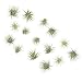 Costa Farms Air Plants, Live Indoor Tillandsia Ionantha, Medium, 15-Pack, Fresh From Our Farm