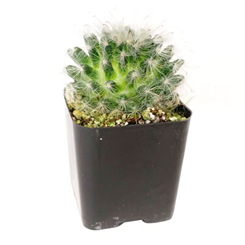 Succulents Box | Unique Collection Of Live Cactus Plants, Powder Puff Cactus (4 Inch), Hand Selected, Rare Varieties For Gift Or Home Décor #TOP4