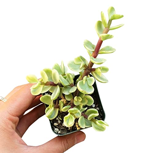 Portulacaria Afra Decumbent (2 Inch) - Variegated Elephant Bush Succulent - Dwarf Jade Plant (2/4 Inch) - Lucky Plant For Sale - Money Tree For Home Office Decoration #TOP26