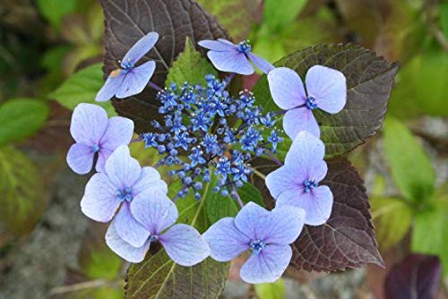 FASH Lady Semi Pacchetto: Macrophylla 'Mariesii Perfecta'