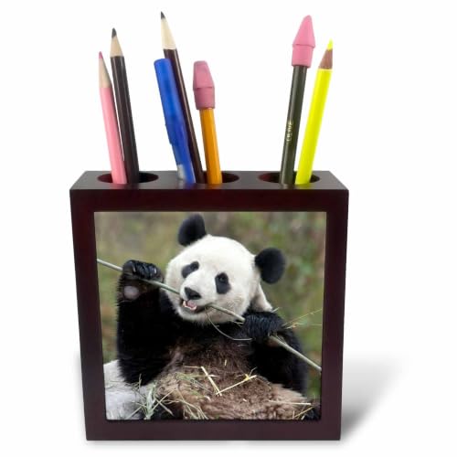 3dRose China, Wolong, Giant panda bear eating bamboo - AS07 AGA0009 - Alice Garland 5 inch tile pen holder