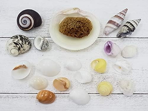 Amazon Co Jp 貝殻の問屋さん 旧店名 貝殻不思議発見 貝殻セット ヤドカリハウス 約1 5 4 0ｃｍ 約19個 おまけ 天然海綿 水分保持に最適 と二枚貝 海綿の皿 メール便 ペット用品