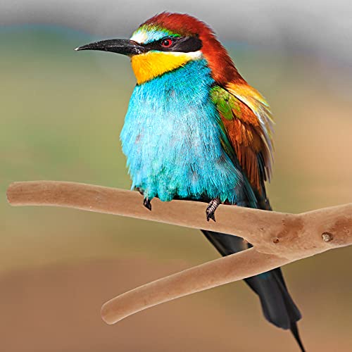 iplusmile Vogel Accessoire 2 stks Papegaai Baars Staande Pole Vogels Kooi Staande Stok Vogel Hout Staaf - Afbeelding 7