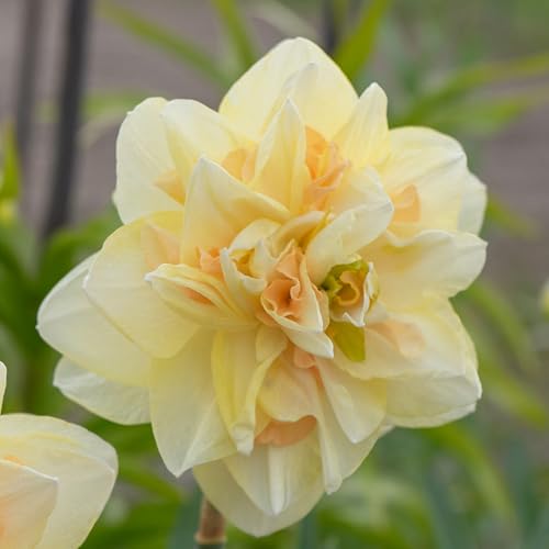 Daffodil (Narcissus) Double Pompom Rose 5 Bulbs Ready for Planting Now in UK Autumn Outdoor Gardens by Jamieson Brothers