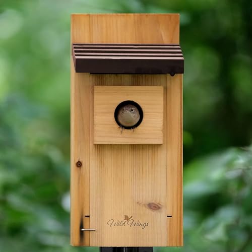 Wild Wings WWCH3 Cedar Blue Bird Box House, Bluebird Box House - Image 2
