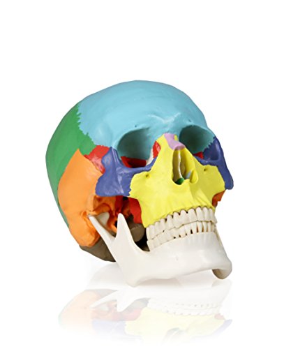 Image of Walter Products B10218 22 Colored Human Skull Model, Life Size