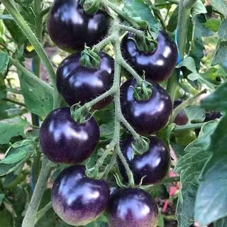 RAISE ME UP: Seeds Blue Cherry Tomato Indigo Rose Indeterminate Non GMO Heirloom