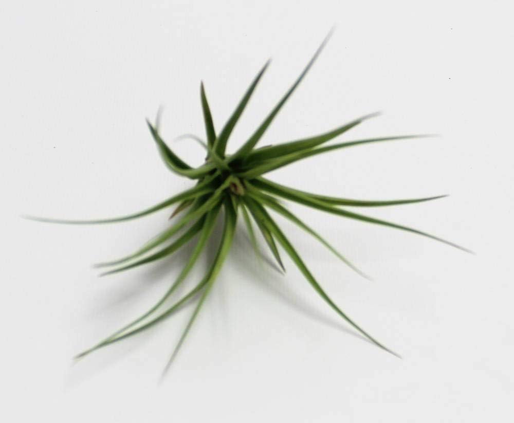 Athena's Garden LO-HCH0707-2APS-1APM-L-PRSM-MIX Apple Shape Terrarium Live Arrangement, 5.5" x 5.5" x 6.5", Multicolor Air Plants