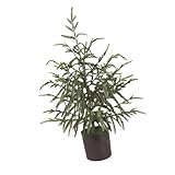 Photo Gallery kuntesetty albero di natale artificiale in pino per decorazioni di feste, ufficio e casa. Photo Gallery kuntesetty albero di natale artificiale in pino per decorazioni di feste, ufficio e casa.