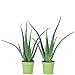 Produktbild 2er-Set Echte Aloe - pflegeleichte Zimmerpflanze, Aloe vera - Höhe ca. 40 cm, Topf-Ø 12 cm