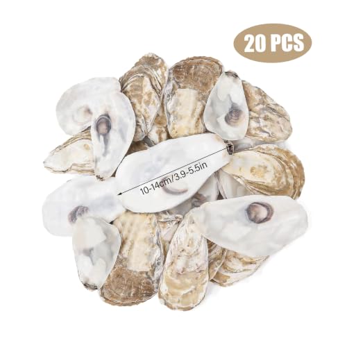 Conchas de ostras para manualidades de alta calidad con formas orgánicas seleccionadas 4
