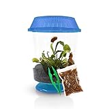 Venus Fly Trap Live Plant with 4.5' Blue Terrarium + Carnivorous Plants Food Bundle with Feeding Tweezers - Carnivorous Plant Soil and Live Venus Flytrap