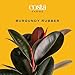 Costa Farms Burgundy Rubber Plant, Live Indoor Ficus Elastica Tree, Live Indoors Houseplant in Décor Planter Pot, Potting Soil Mix, Gift for Housewarming New House, Home or Office Decor, 2-3 Feet Tall