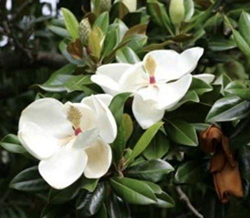 Magnolia grandiflora - How to grow & care