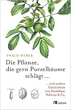 Die Pflanze, die gern Purzelbäume schlägt …: …und andere Geschichten von Seidelbast, Walnuss & Co.