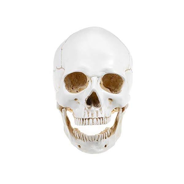 Doc.Royal Realistischer Totenkopf, Maßstab 1:1, menschlicher Totenkopf, Lebensgröße, anatomisch, medizinische… – Bild 4