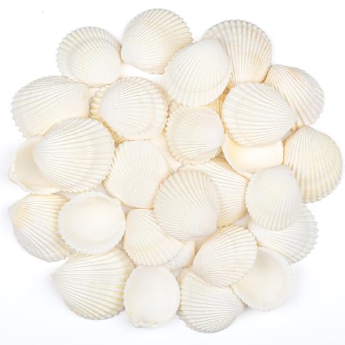 SKOOLOVE 30 Stück Meeresmuscheln 4-5 CM Weiße Kleine Meeresmuscheln zum Basteln DIY-Malerei Strandhochzeitsdekoration Natürliche Strandmuscheln im Großpack