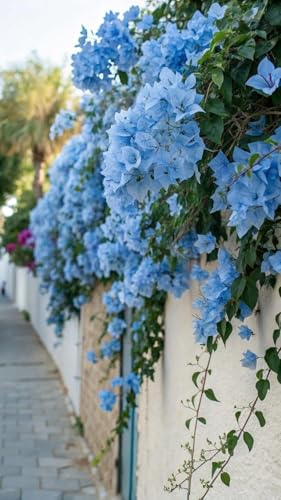 Image of Sky Blue Bougainvillea Live Plant | Flowering Outdoor Plant | Paper Flower Plant | Buganvel, Bougainvillea Glabra Live Plant for Home Garden Balcony Outdoor (Healthy Rooted Plant)