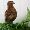Undique Red Range Coturnix Quail Hatching Eggs (Count, 12)