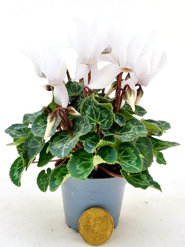 POWERS TO FLOWERS - CICLAMINO MICRO BIANCO, VERSIONE XXS, VASO 6CM Diametro, piante vere