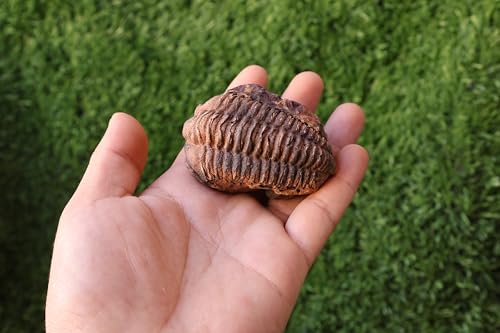 Image of Calymene Trilobite Flexicalymene Trilobite Ordovician Fossil Trilobites A218